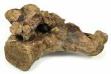 Fossil Ceratopsid (Triceratops?) Sacrum - Montana #292607-4